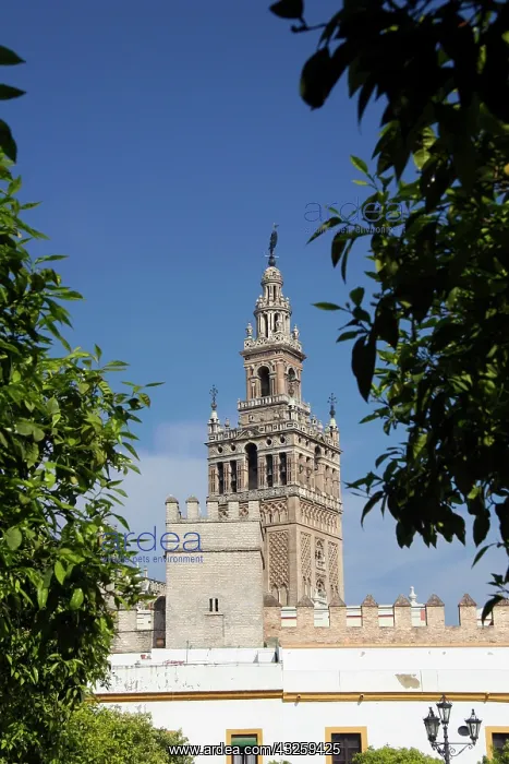 : Spain, Seville. The Cathedral of Seville : Spain, Seville. The Cathedral of Seville