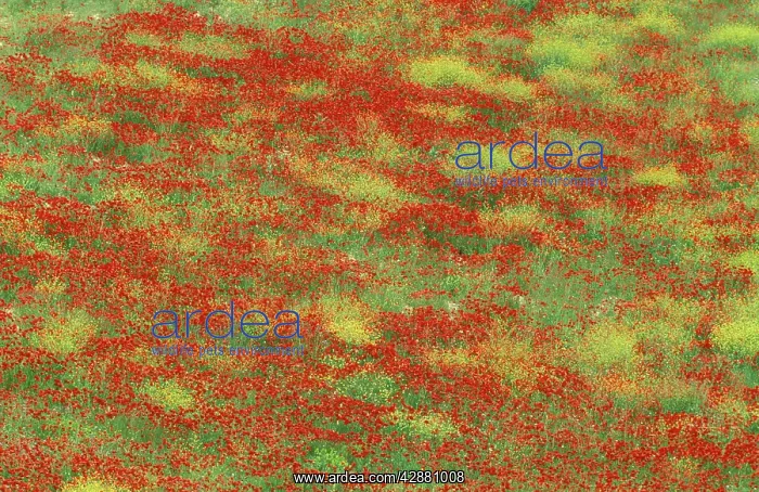 : Spain - Spring meadow in May with poppies and yellow : Spain - Spring meadow in May with poppies and yellow