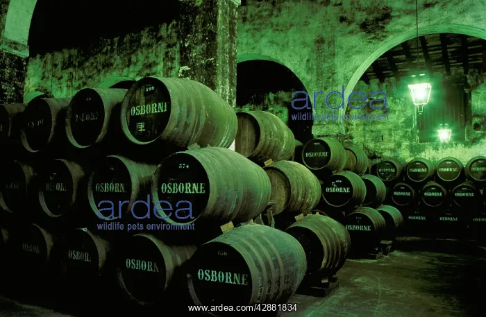 : Spain - Stacked oak barrels in one of the cellars : Spain - Stacked oak barrels in one of the cellars