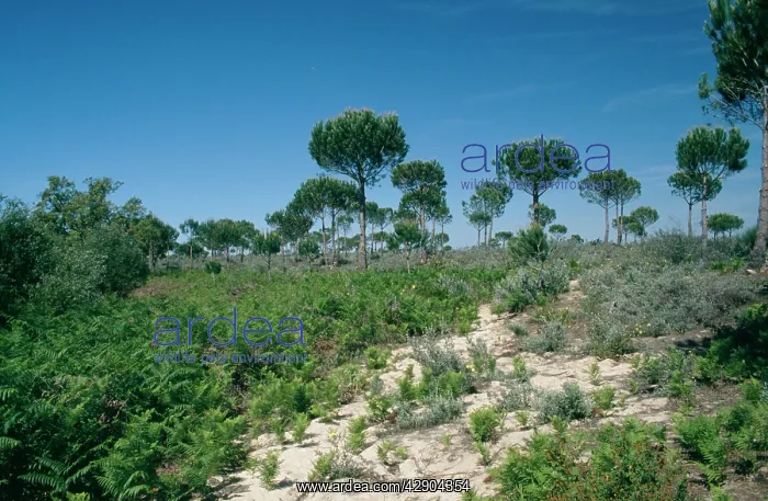 : SPAIN - Stone / Umbrella Pine in habitat : SPAIN - Stone / Umbrella Pine in habitat