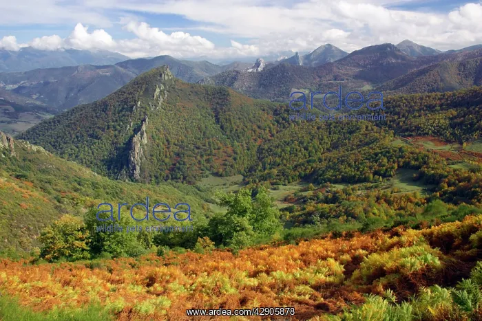 : Spain - View of Picos de Europa mountains in autumn : Spain - View of Picos de Europa mountains in autumn