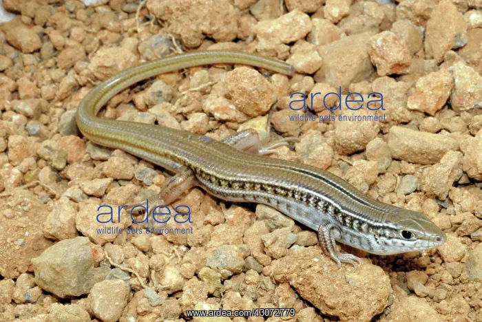 : Spalding's Comb-eared Skink : Spalding's Comb-eared Skink