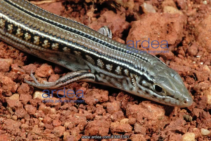 : Spalding's Comb-eared Skink : Spalding's Comb-eared Skink