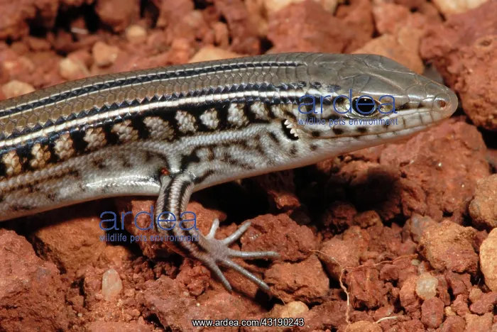 : Spalding's Comb-eared Skink : Spalding's Comb-eared Skink