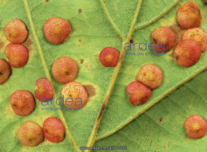 : Spangle gall wasp galls : Spangle gall wasp galls