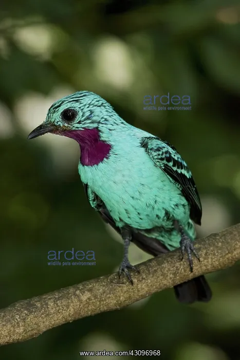 : Spangled Cotinga : Spangled Cotinga
