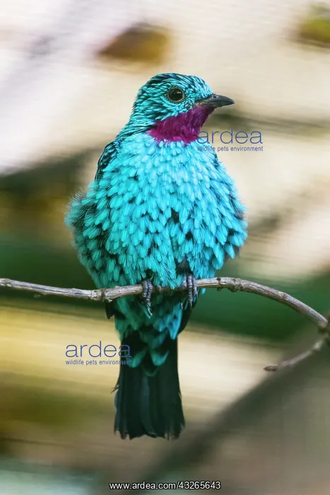 : Spangled Cotinga, male perched on branch, captive : Spangled Cotinga, male perched on branch, captive