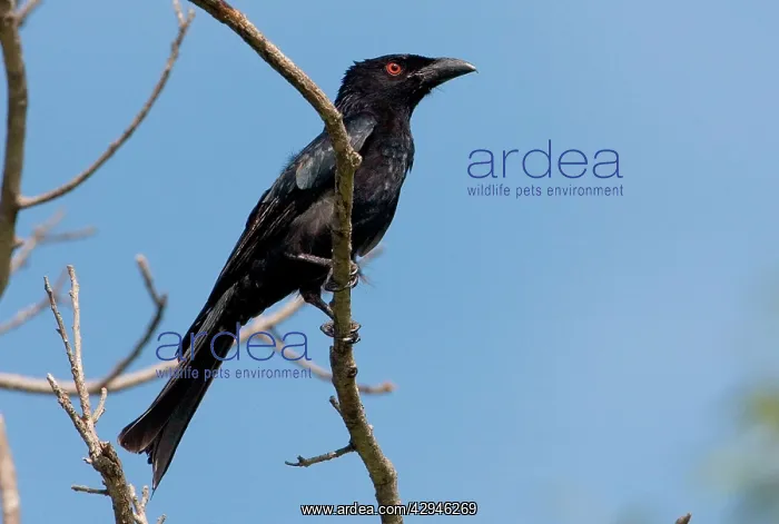 : Spangled Drongo : Spangled Drongo
