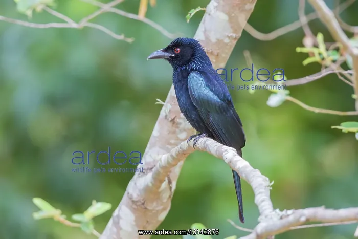 : Spangled Drongo : Spangled Drongo
