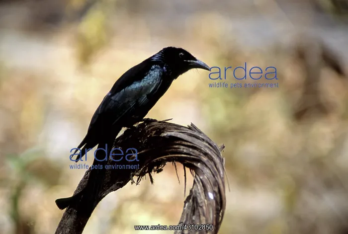 : Spangled Drongo, Cambodia : Spangled Drongo, Cambodia