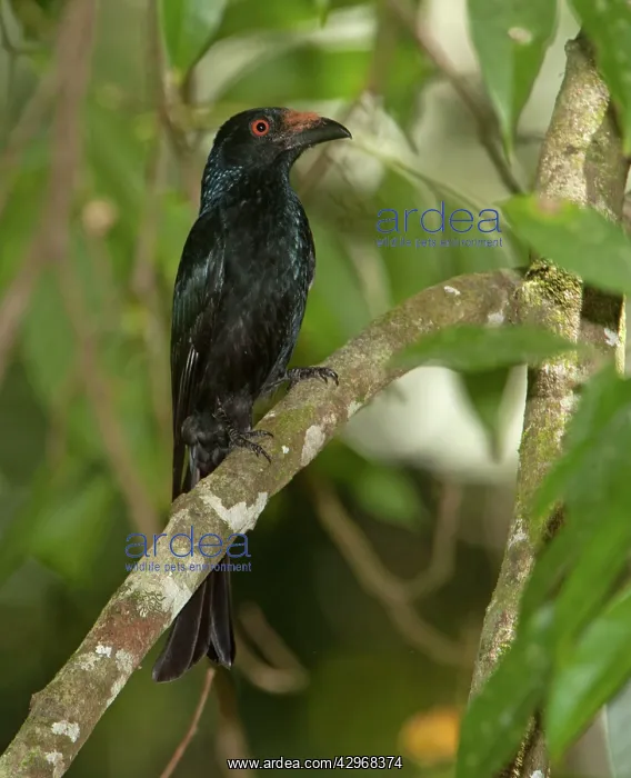 : Spangled Drongo - perched on a branch in woodland : Spangled Drongo - perched on a branch in woodland