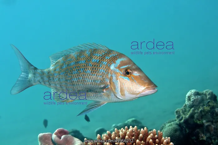: Spangled Emperor : Spangled Emperor
