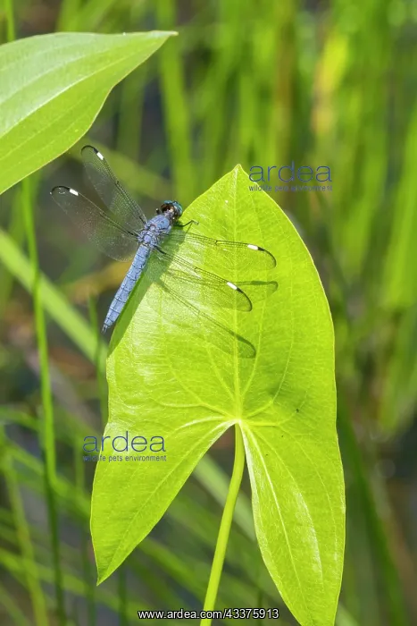 : Spangled Skimmer male on Arrowhead plant : Spangled Skimmer male on Arrowhead plant