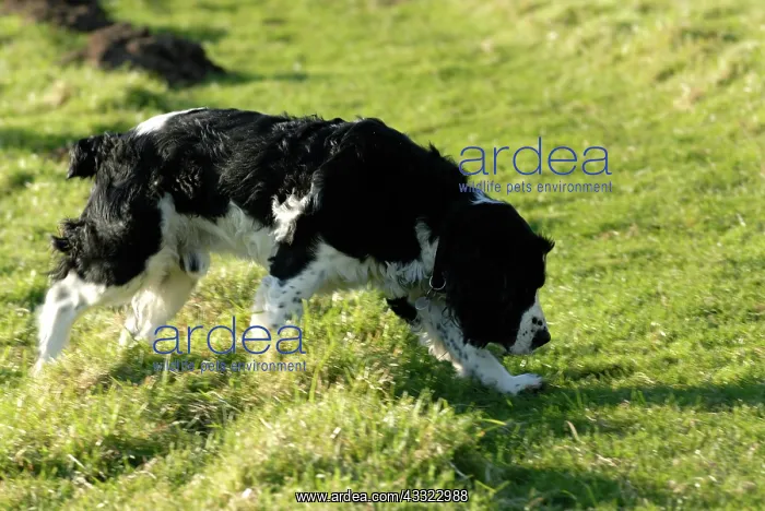 : Spaniel. Black English springer spaniel dog following scent to spring game : Spaniel. Black English springer spaniel dog following scent to spring game