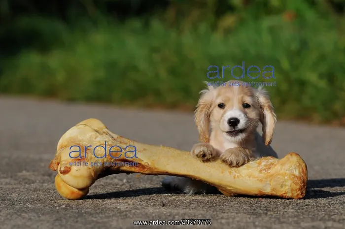 : Spaniel-Mongrel, puppy 7 weeks, lying on big bone : Spaniel-Mongrel, puppy 7 weeks, lying on big bone