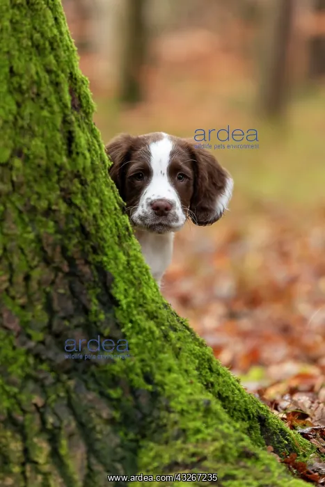  : Spaniel puppy exploring
