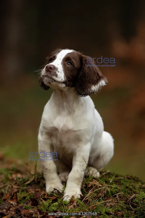  : Spaniel puppy exploring