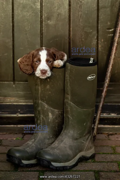 : Spaniel puppy in masters boots : Spaniel puppy in masters boots
