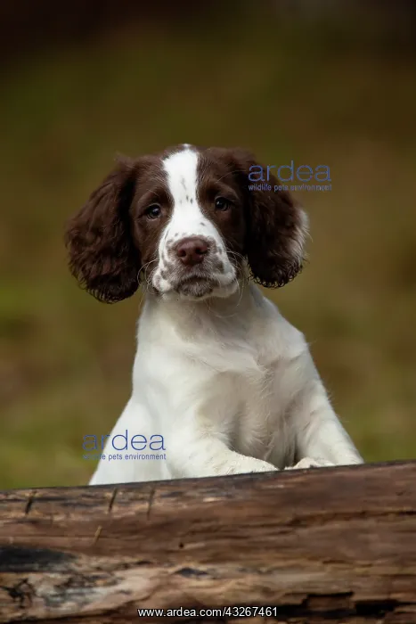  : Spaniel puppy portrait