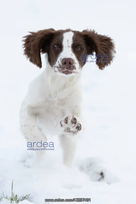  : Spaniel puppy running in the snow