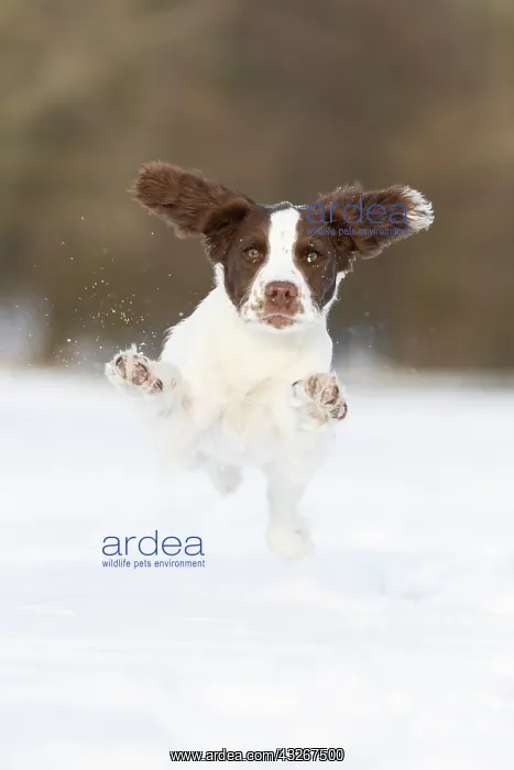 : Spaniel puppy running through the snow : Spaniel puppy running through the snow
