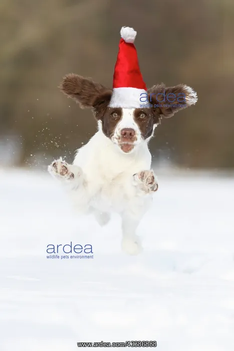 : Spaniel puppy running through the snow wearing a : Spaniel puppy running through the snow wearing a