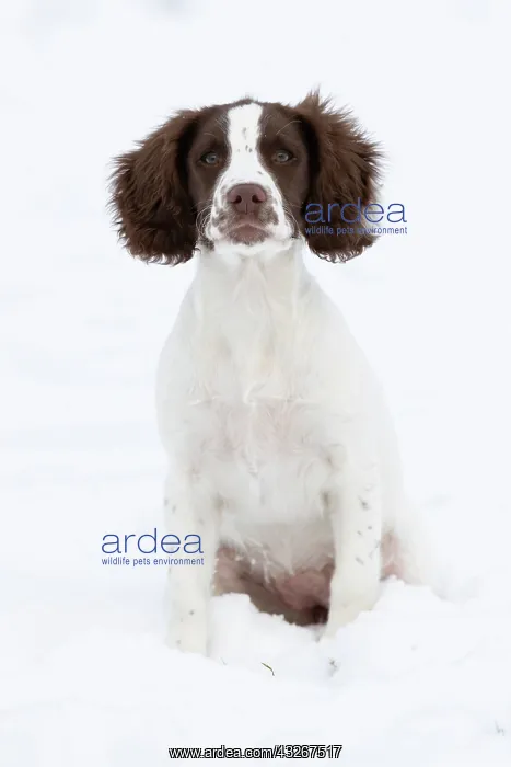 : Spaniel puppy sitting in the snow : Spaniel puppy sitting in the snow