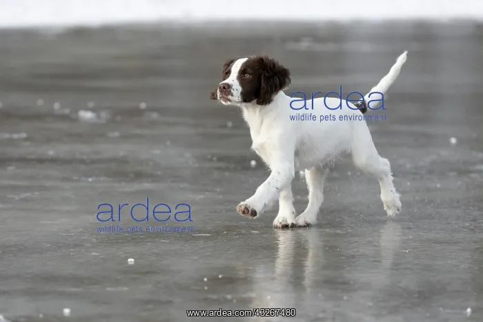 : Spaniel puppy skating on ice : Spaniel puppy skating on ice