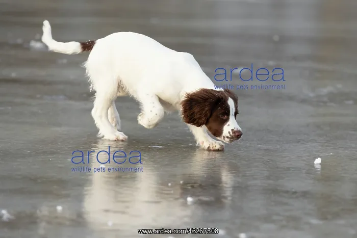 : Spaniel puppy skating on ice : Spaniel puppy skating on ice