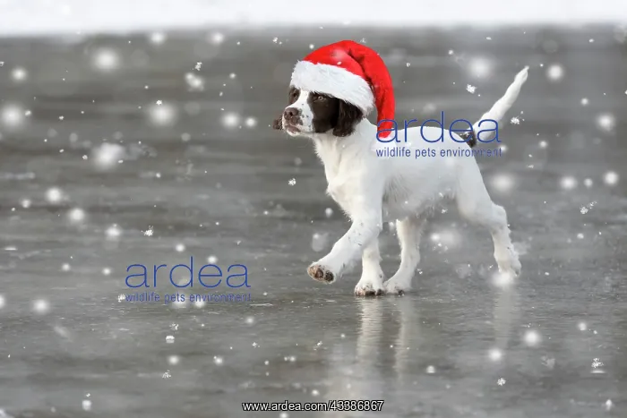 : Spaniel puppy skating on ice wearing a red Chris : Spaniel puppy skating on ice wearing a red Chris