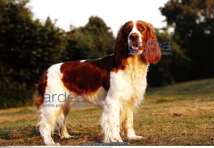 : Spaniel, Springerspaniel in Wiese stehend, -zoology : Spaniel, Springerspaniel in Wiese stehend, -zoology