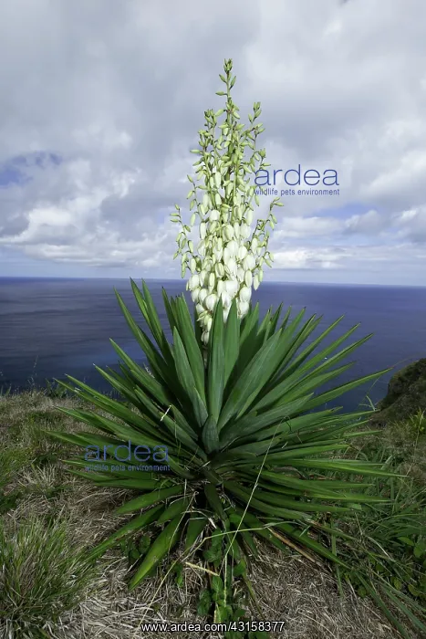 : Spanish bayonet, Yucca aloifolia, Santa Maria Island : Spanish bayonet, Yucca aloifolia, Santa Maria Island