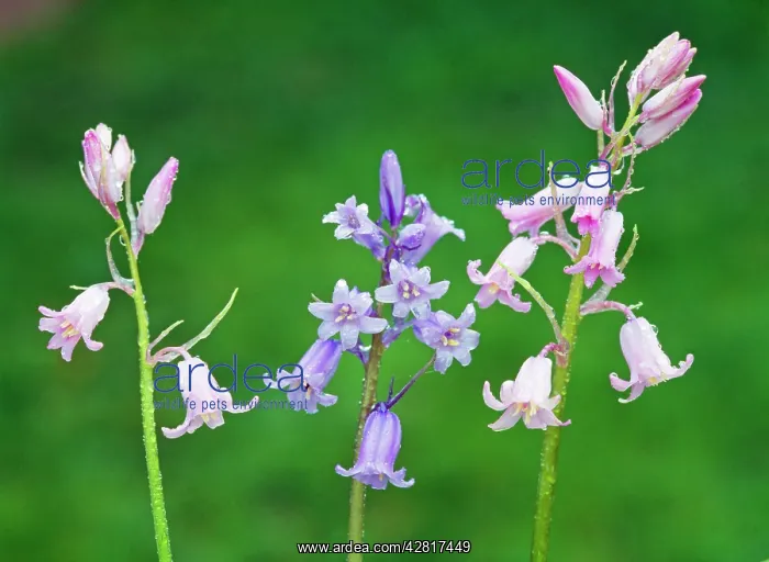 : SPANISH BLUEBELL : SPANISH BLUEBELL
