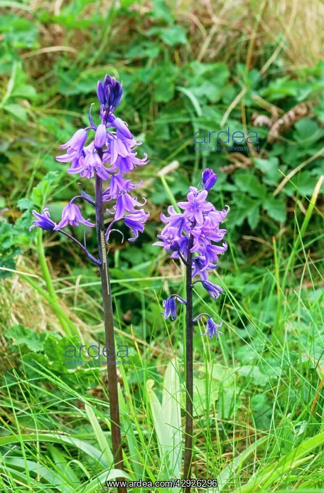 : Spanish BLUEBELL : Spanish BLUEBELL