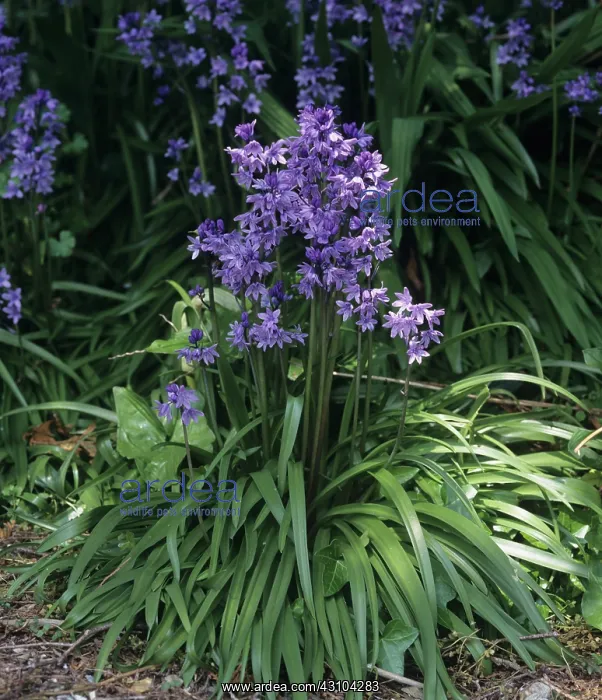 : Spanish Bluebells : Spanish Bluebells