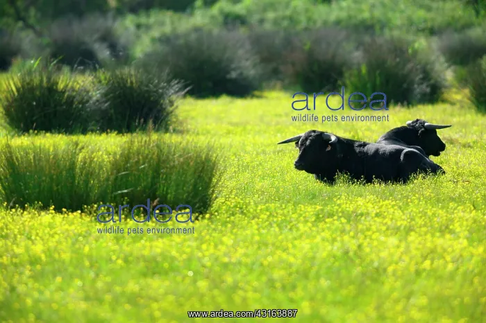 : Spanish Bull Camargue France : Spanish Bull Camargue France