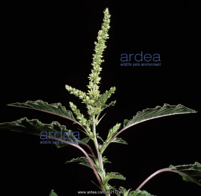 : Spanish calulu flower : Spanish calulu flower