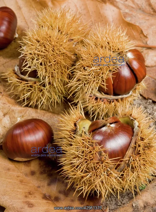 : Spanish Chestnut / European Chestnut / Sweet Chestnut : Spanish Chestnut / European Chestnut / Sweet Chestnut