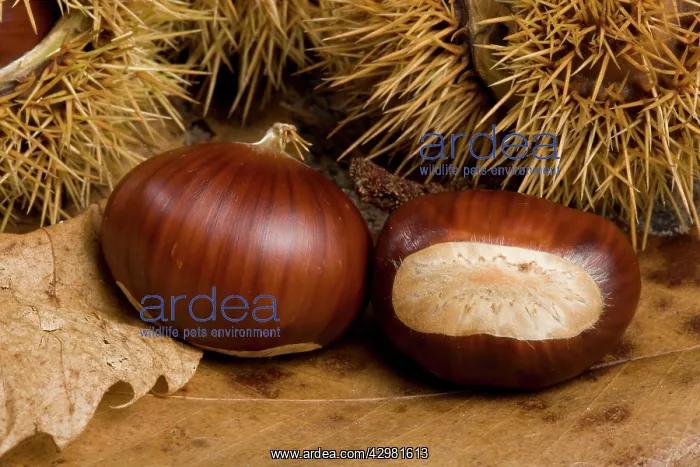 : Spanish Chestnut / European Chestnut / Sweet Chestnut : Spanish Chestnut / European Chestnut / Sweet Chestnut