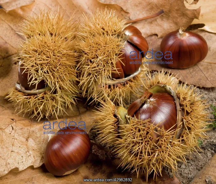 : Spanish Chestnut / European Chestnut / Sweet Chestnut : Spanish Chestnut / European Chestnut / Sweet Chestnut