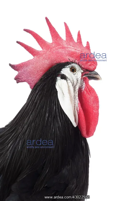  : Spanish Chicken Cockerel  /  Rooster