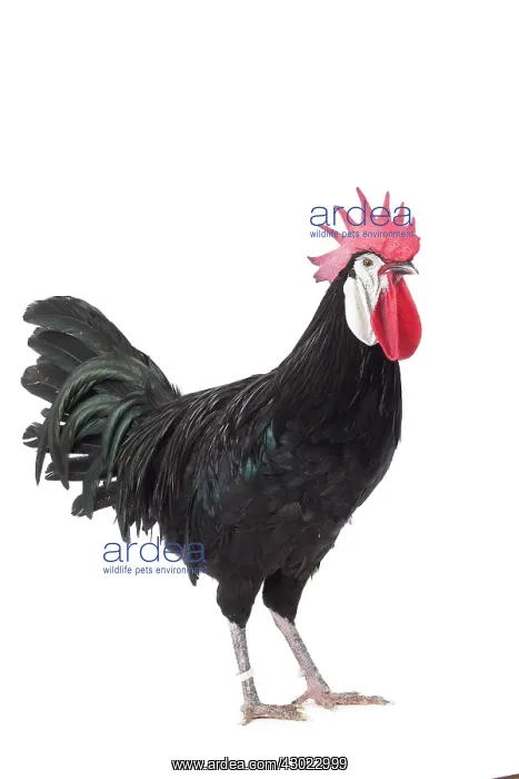  : Spanish Chicken Cockerel  /  Rooster