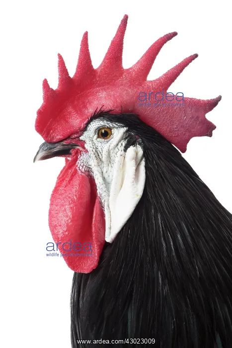  : Spanish Chicken Cockerel  /  Rooster