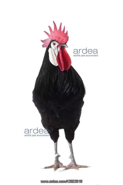  : Spanish Chicken Cockerel  /  Rooster