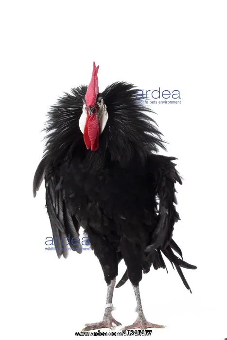  : Spanish Chicken Cockerel  /  Rooster