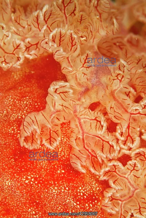 : Spanish Dancer : Spanish Dancer