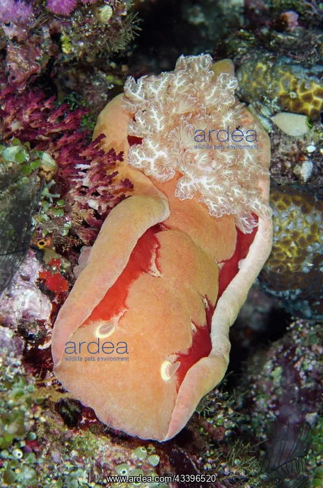 : Spanish Dancer : Spanish Dancer