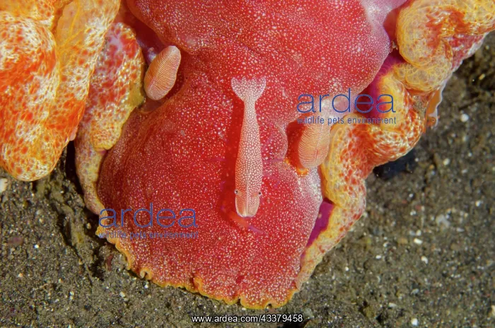  : Spanish Dancer with Emperor Shrimp