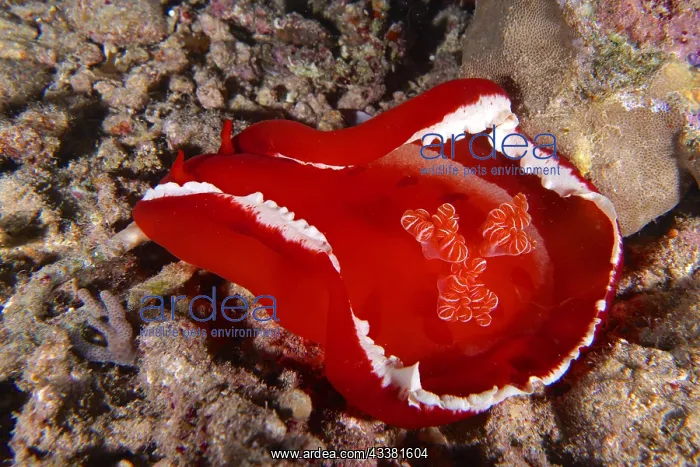 : Spanish dancer (Hexabranchus sanguineus) at night : Spanish dancer (Hexabranchus sanguineus) at night