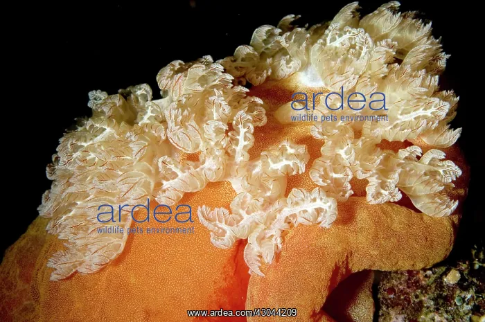 : Spanish Dancer Nudibranch Gills : Spanish Dancer Nudibranch Gills
